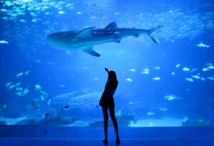 Abu Dhabi National Aquarium + Sheikh Zayed Mosque