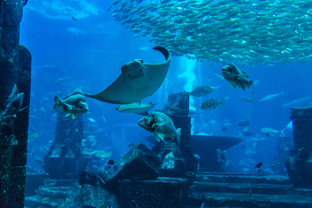Dubai Aquariums: a world of marine life