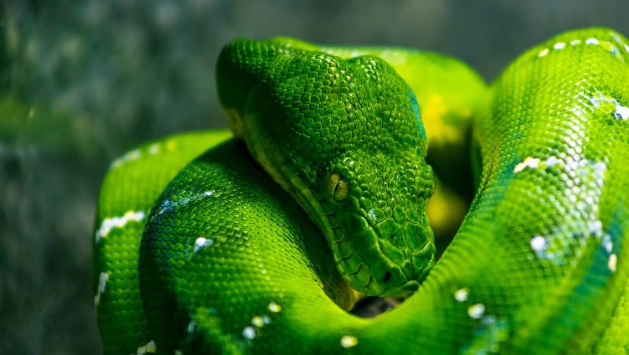 Dubai Zoos: wildlife amidst Dubai's cityscapes
