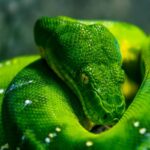 Dubai Zoos: wildlife amidst Dubai's cityscapes